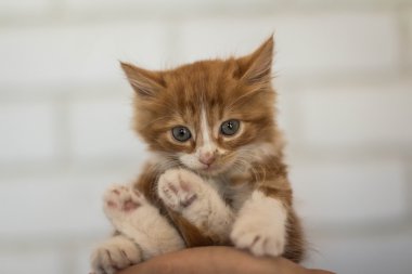 çok şirin küçük redhead kedi yavrusu