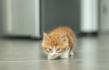 çok şirin küçük redhead kedi yavrusu
