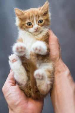 çok şirin küçük redhead kedi yavrusu