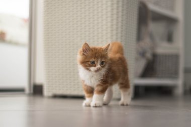 çok şirin küçük redhead kedi yavrusu