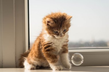 çok şirin küçük redhead kedi yavrusu