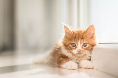 çok şirin küçük redhead kedi yavrusu