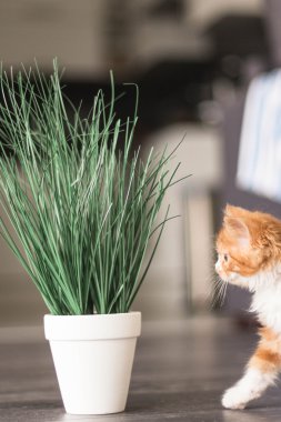 güzel kızıl saçlı yavru kedi