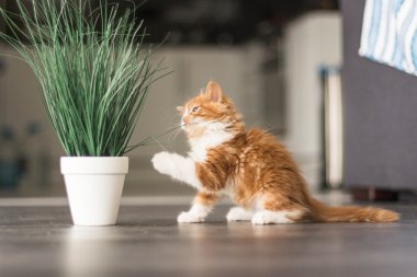 güzel kızıl saçlı yavru kedi