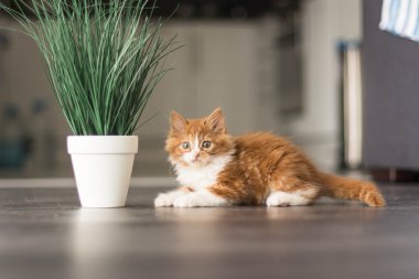 güzel kızıl saçlı yavru kedi