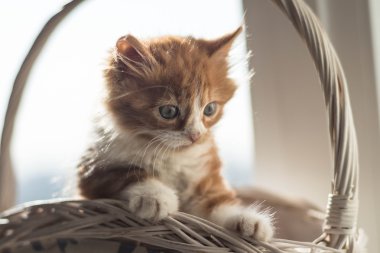 çok şirin küçük redhead kedi yavrusu