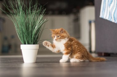 güzel kızıl saçlı yavru kedi