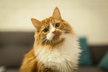 şirin redhead kedi yakın çekim