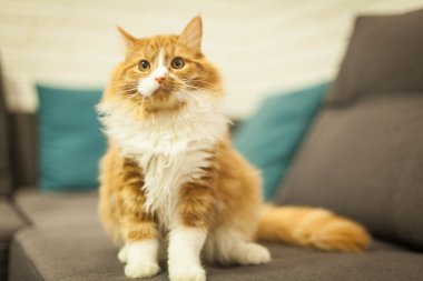 şirin redhead kedi yakın çekim