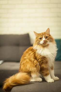 şirin redhead kedi yakın çekim