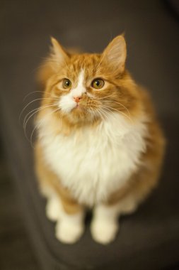 şirin redhead kedi yakın çekim