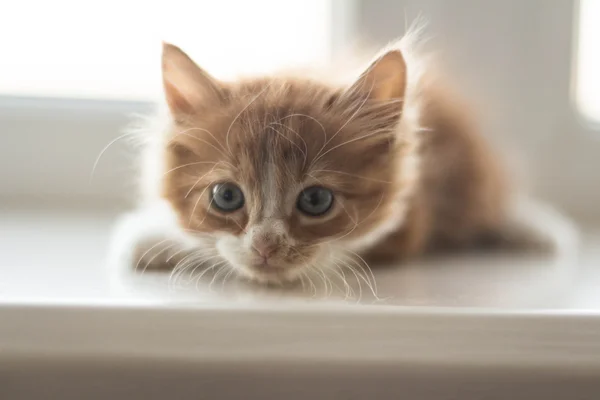 Very cute little redhead kitten — Stock Photo, Image