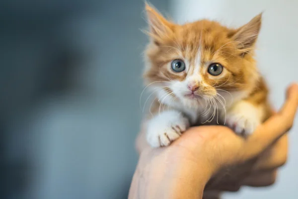 Дуже милий маленький рудий кошеня — стокове фото