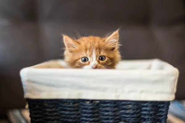 Nagyon aranyos kis vörös cica — Stock Fotó