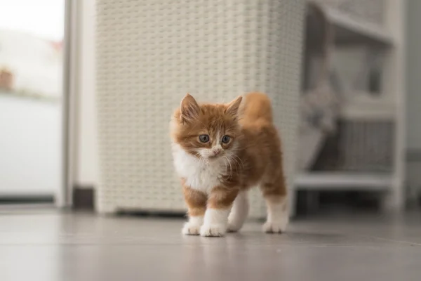 Velmi roztomilé koťátko zrzka — Stock fotografie