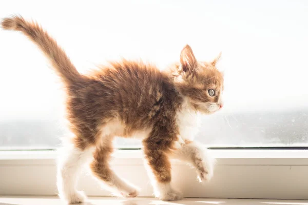 Sehr süßes kleines rothaariges Kätzchen — Stockfoto