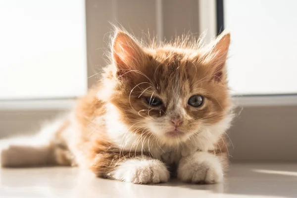 Çok şirin küçük redhead kedi yavrusu — Stok fotoğraf