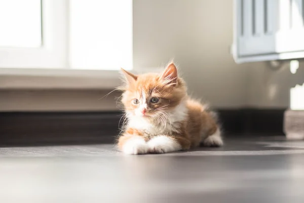 Gatinho ruivo muito bonito — Fotografia de Stock