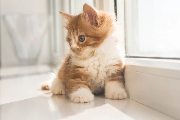 Très mignon petit chaton rousse — Photo