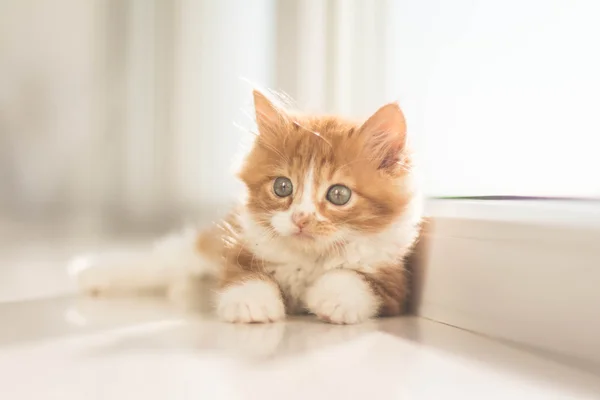 Very cute little redhead kitten — Stock Photo, Image