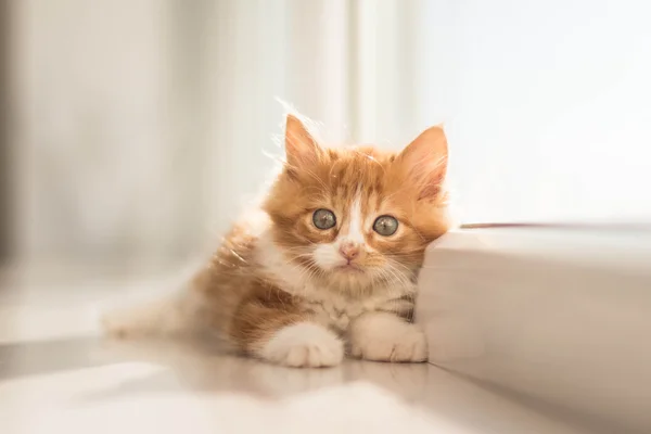 Mycket söt liten rödhårig kattunge — Stockfoto