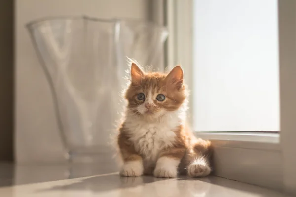 Nagyon aranyos kis vörös cica — Stock Fotó