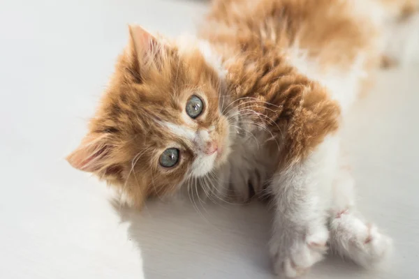 Muy lindo poco pelirroja gatito —  Fotos de Stock