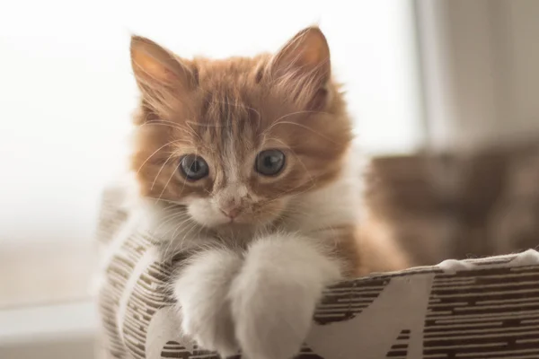 Дуже милий маленький рудий кошеня — стокове фото