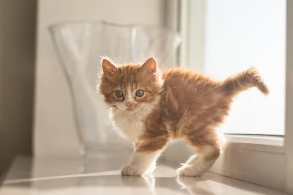 Gatinho ruivo muito bonito — Fotografia de Stock