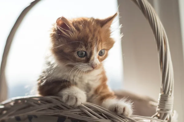 Muy lindo poco pelirroja gatito —  Fotos de Stock