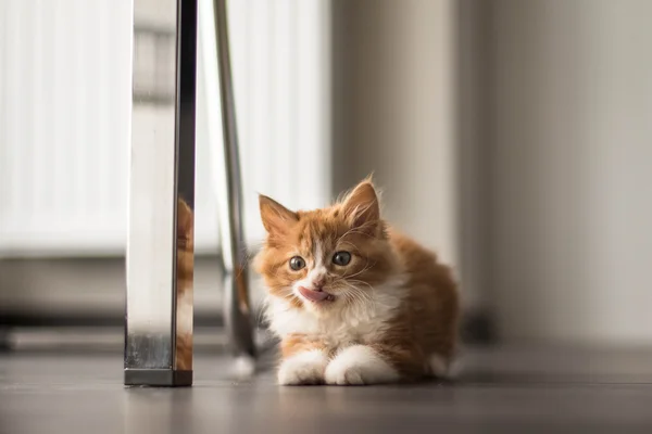 Mignon rousse chat gros plan — Photo