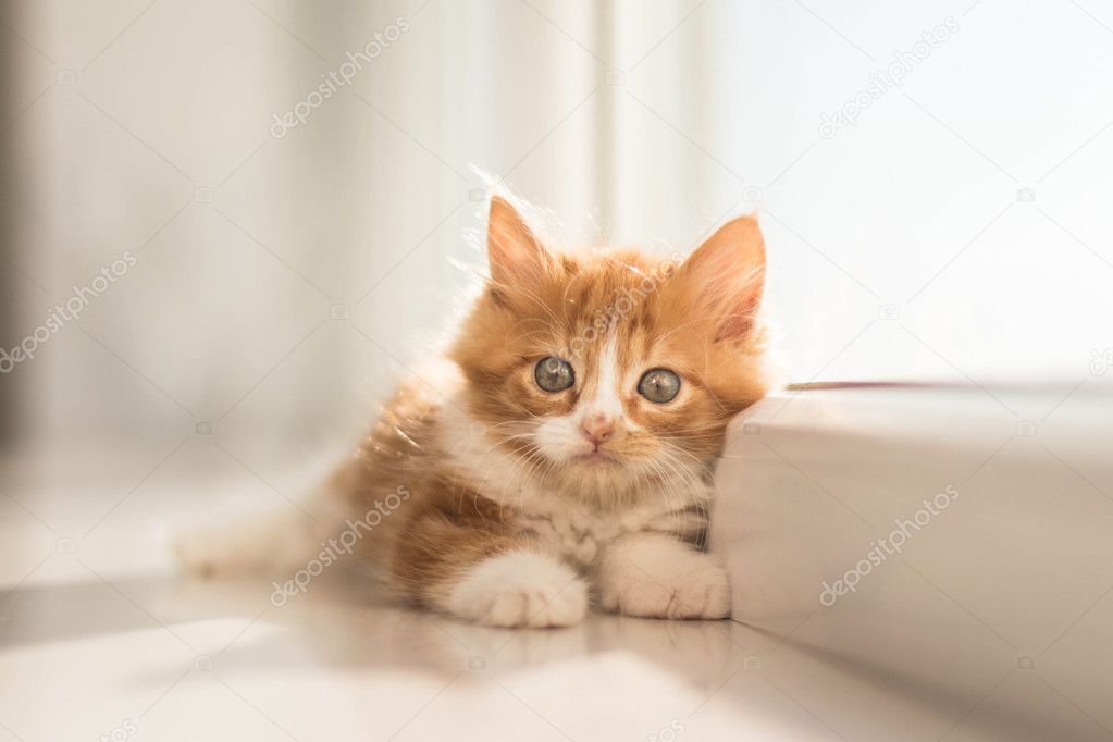 very cute little redhead kitten