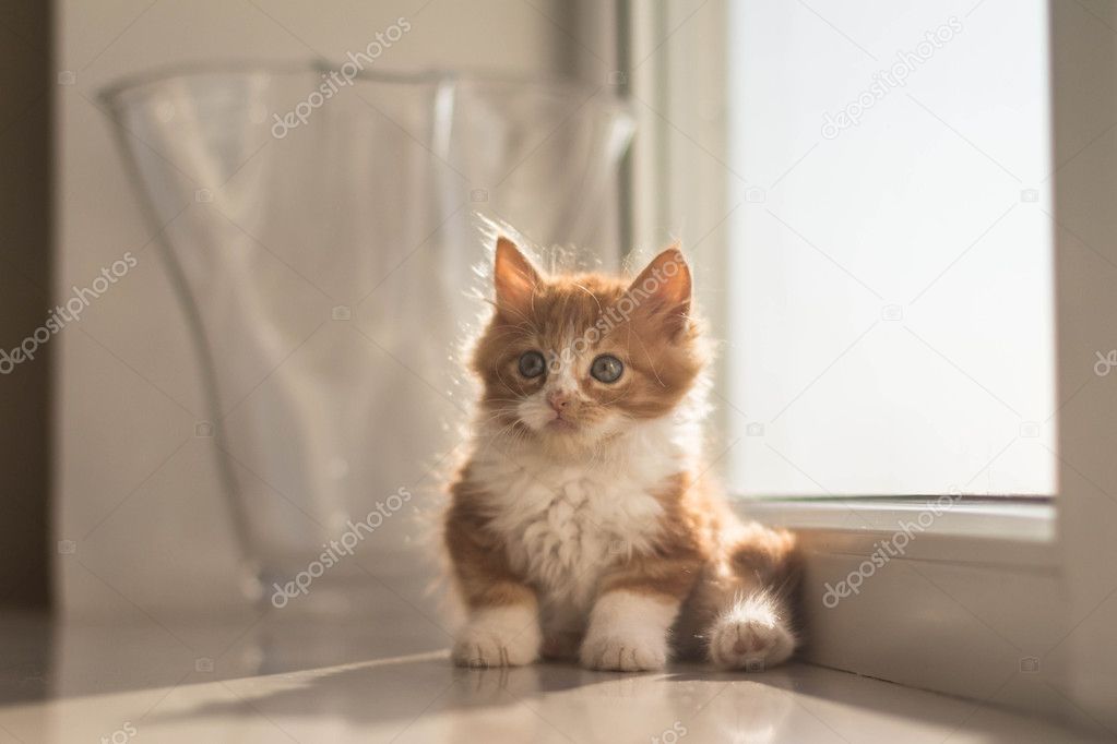 very cute little redhead kitten