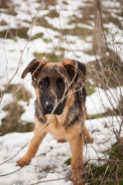 Kar Altında Alman Çoban