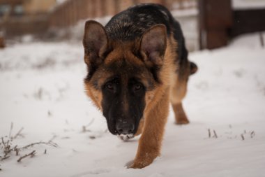 Alman çoban köpek doğurmak