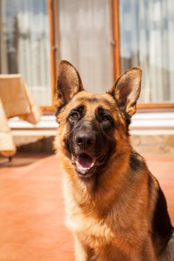 Alman çoban köpek doğurmak