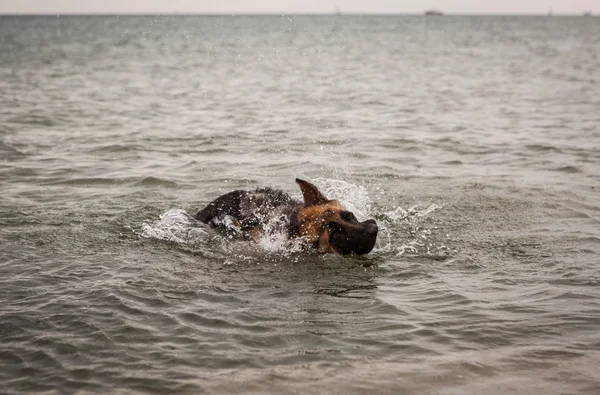 Alman çoban köpek sahilde — Stok fotoğraf