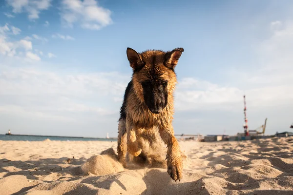 Pastor alemán perro en la playa —  Fotos de Stock