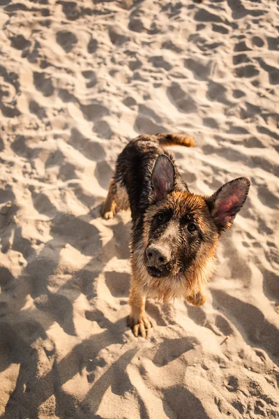 German Shepherd Dog on the beach — Stock Photo, Image