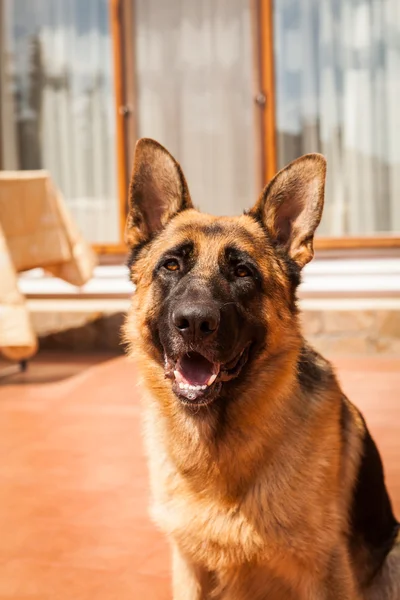 Raça cão pastor alemão Imagem De Stock