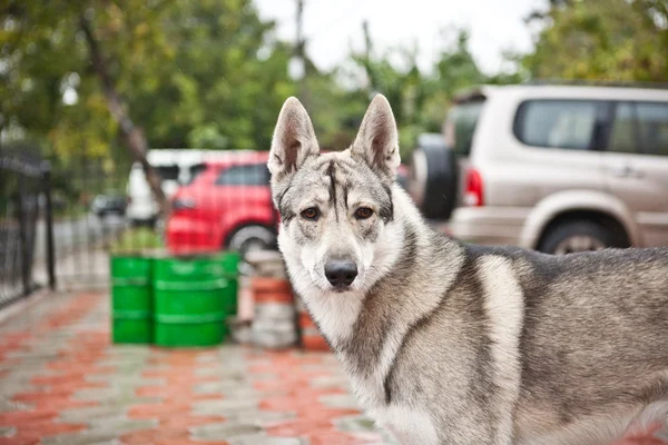 Západní Sibiř eskymácký pes husky — Stock fotografie