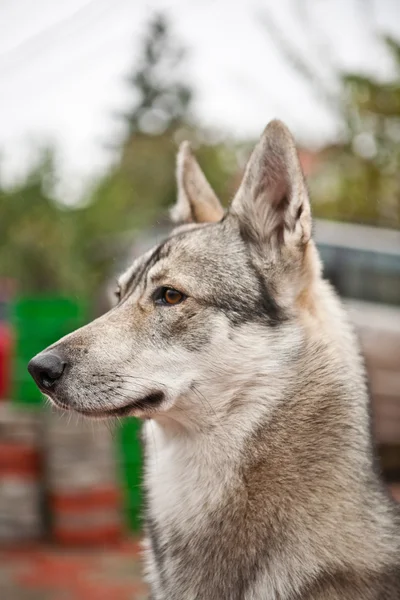 West Siberian eskimo dog husky — Stock Photo, Image