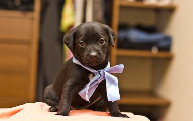 şirin köpek yavrusu köpek bir yay ile