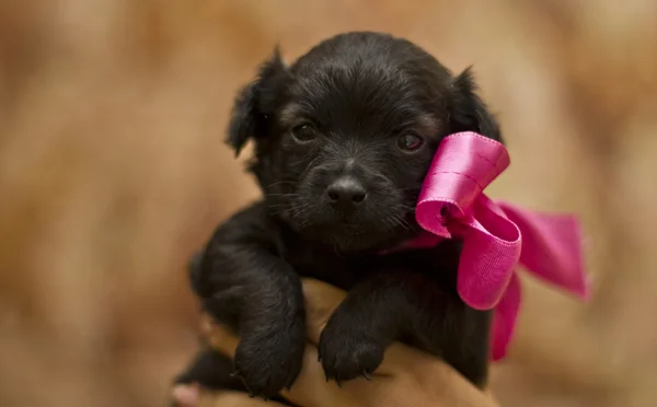 Lindo cachorro perro con un arco —  Fotos de Stock