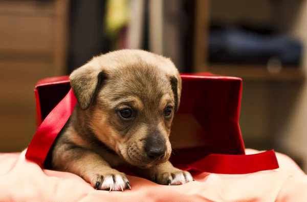 Hermoso cachorro negro — Foto de Stock