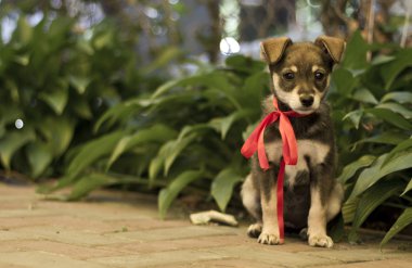 şirin köpek yavrusu köpek bir yay ile