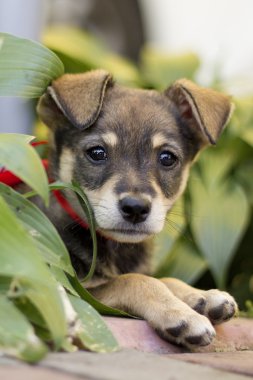 şirin köpek yavrusu köpek bir yay ile