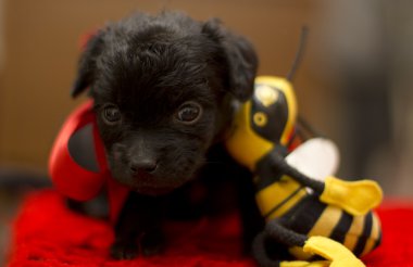 şirin köpek yavrusu köpek bir yay ile