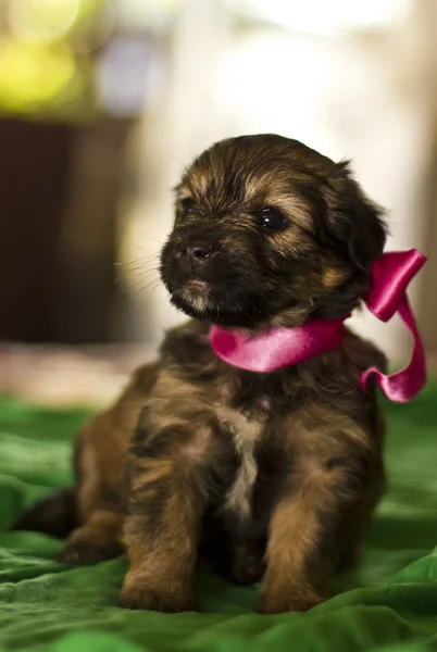 Lindo cachorro perro con un arco — Foto de Stock