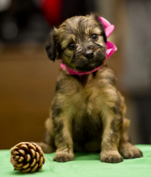 Lindo cachorro perro con un arco — Foto de Stock